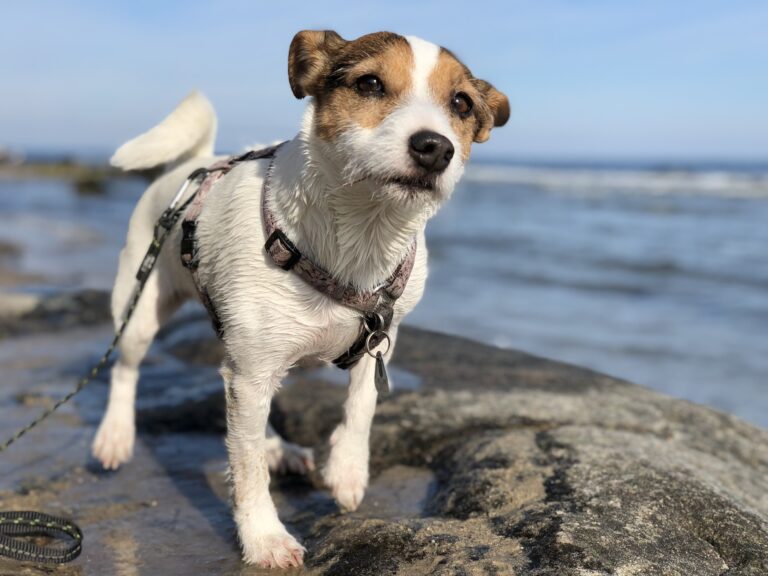 Tosare il cane per portarlo in spiaggia? Meglio di no